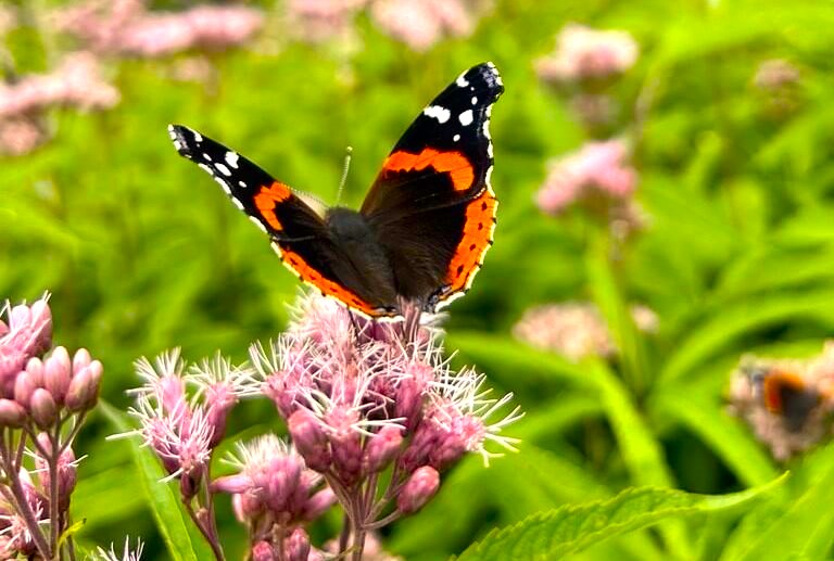 papillon sur eupatoire reduite 3 papillon sur eupatoire reduite 3